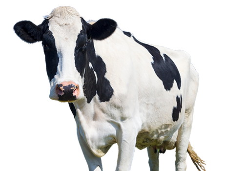 cow-lairlandesa-3